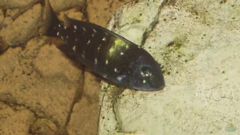 Tropheus duboisi Maswa von Birkenzeisig (9)