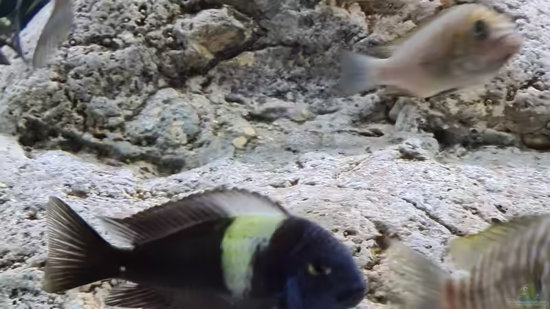 Tropheus Duboisi Maswa von Daim75 (5)