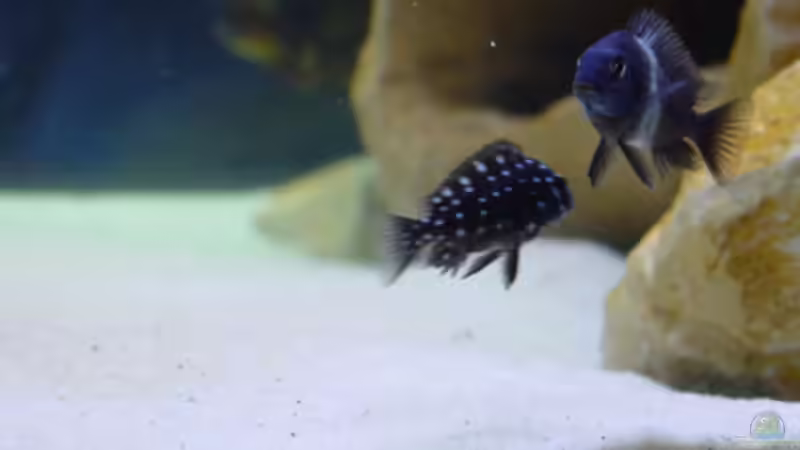 Tropheus Duboisi Maswa von Dirk Kratochvill (9)