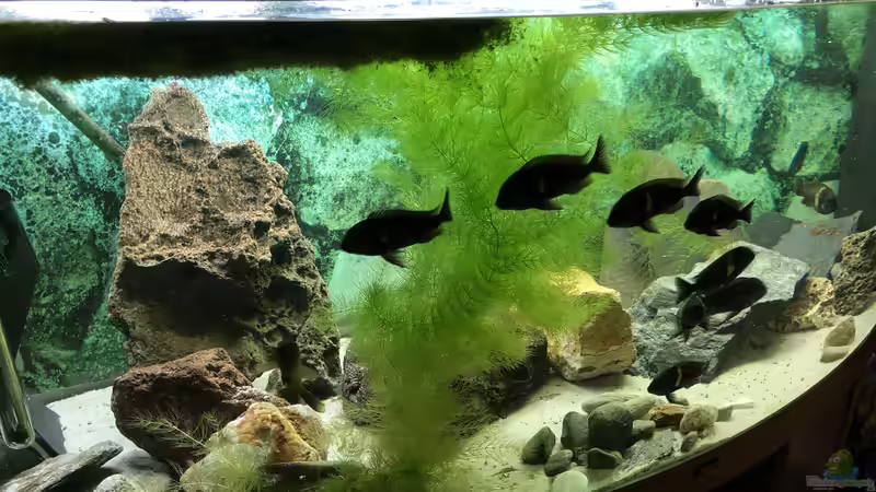 Tropheus duboisi MASWA von Helga Kury (1)