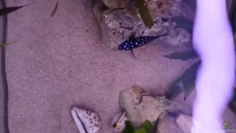 Tropheus duboisi maswa von oben gesehen von CICHLID (27)