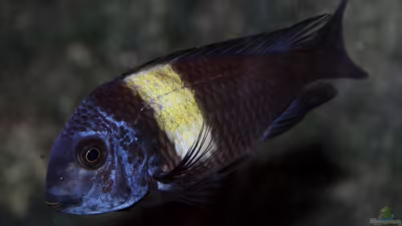 Tropheus duboisi maswa von Pütti (21)