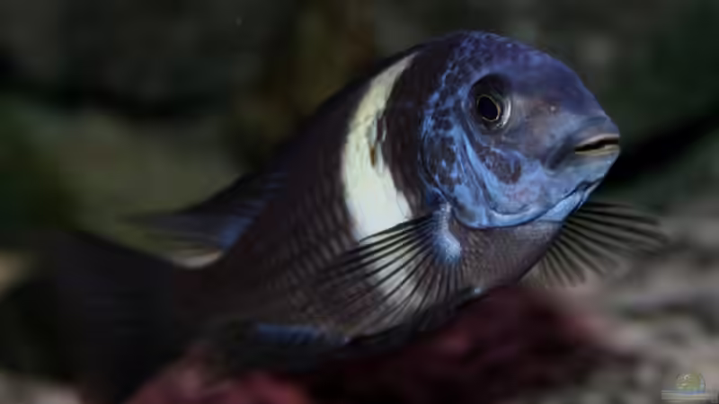 Tropheus duboisi maswa von Pütti (22)