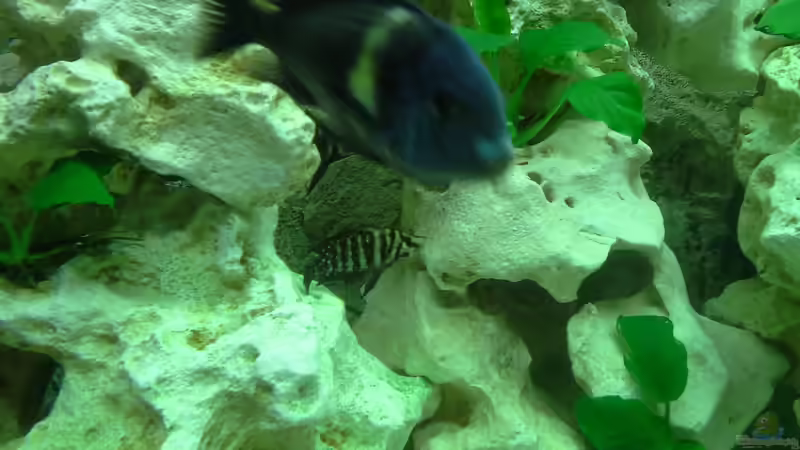 Aquarien mit Tropheus duboisi (Brabantbuntbarsch)