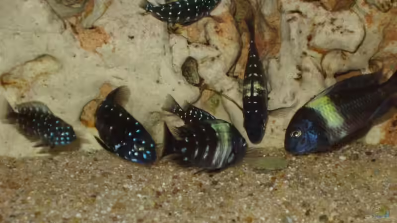 Aquarien mit Tropheus duboisi (Brabantbuntbarsch)