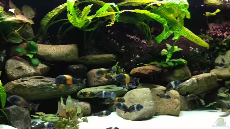 Einrichtungsbeispiele für die Haltung von Tropheus moorii "Bemba" im Aquarium