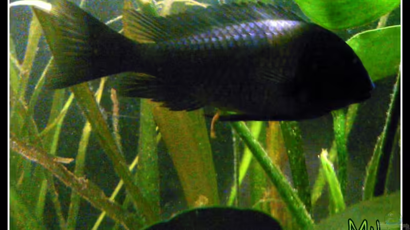 Tropheus duboisi von mariajudyta (37)