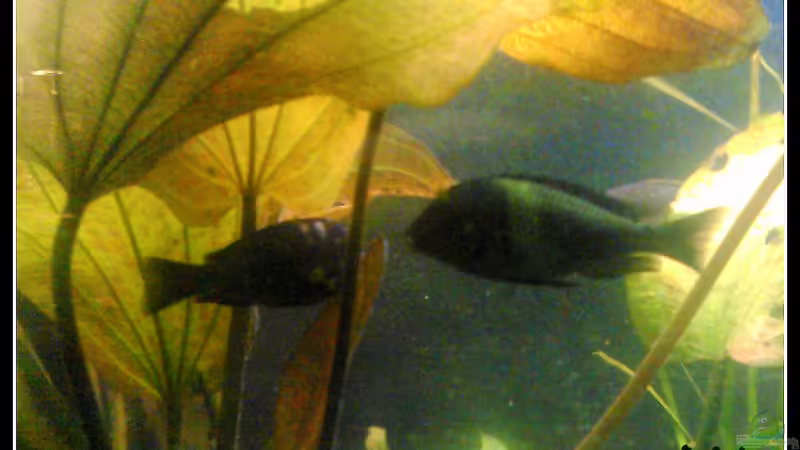 Tropheus duboisi von mariajudyta (38)