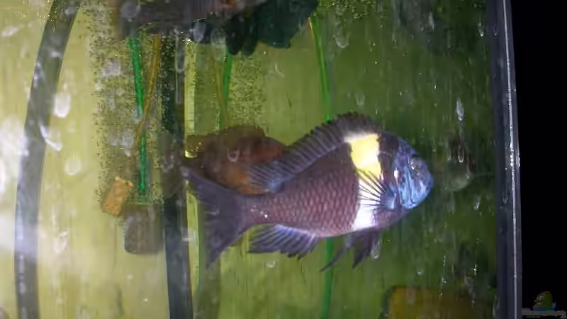 Tropheus Duboisi von Michael Weber (6)