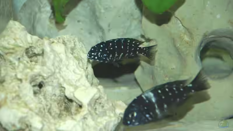 Tropheus duboisi von Rainer König (15)