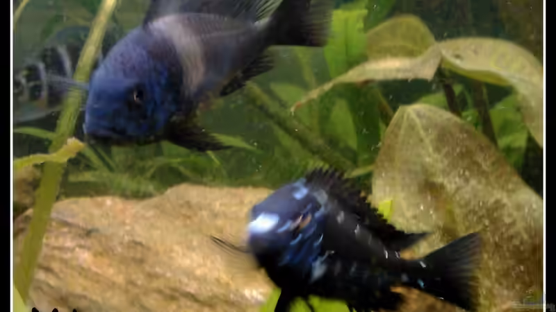 Aquarien mit Tropheus duboisi (Brabantbuntbarsch)