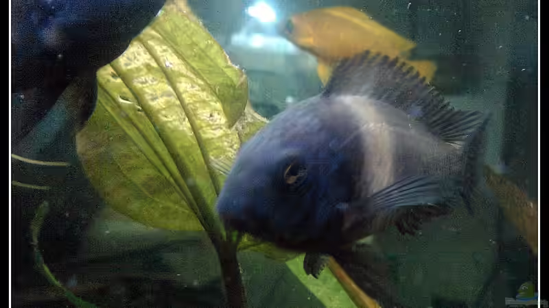 Aquarien mit Tropheus duboisi (Brabantbuntbarsch)