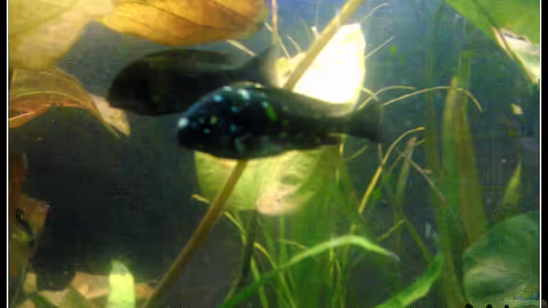 Aquarien mit Tropheus duboisi (Brabantbuntbarsch)