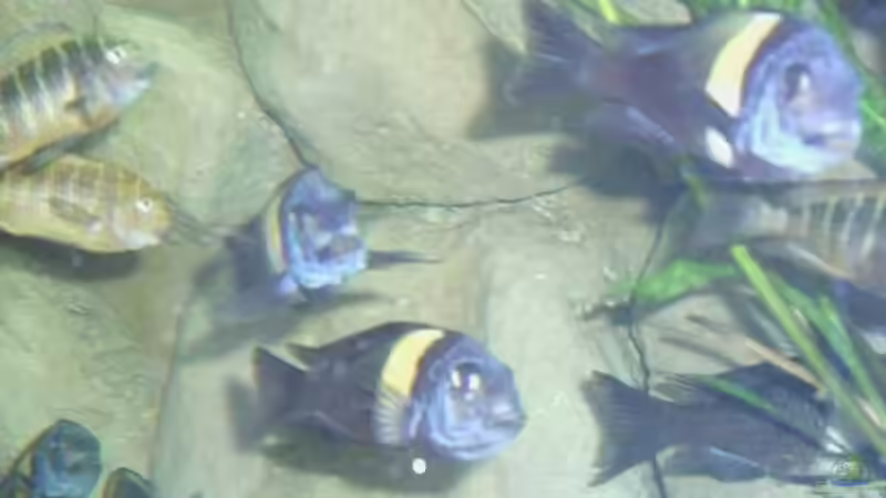 Tropheus Duboisis von Christian Jung (11)