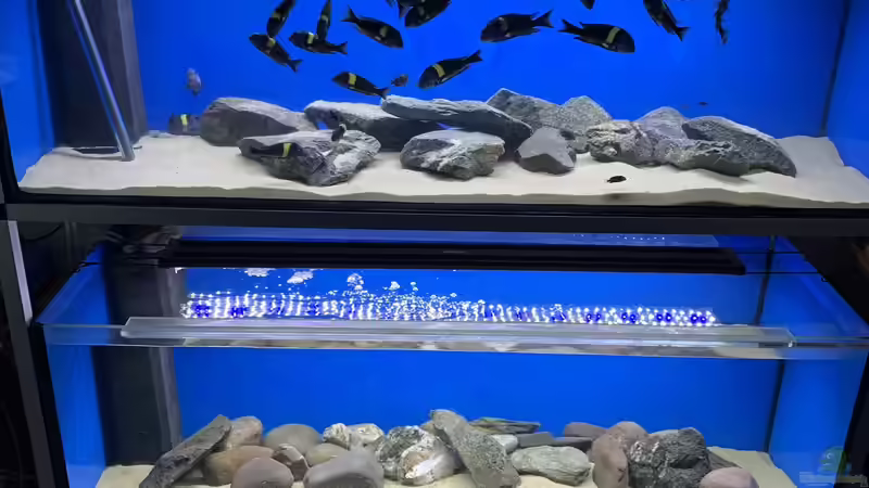 Tropheus Höhle  von Dragan Jakovljevic (1)