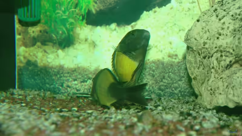 Tropheus Ikola sorgen für Nachwuchs  von Ikolaner (9)