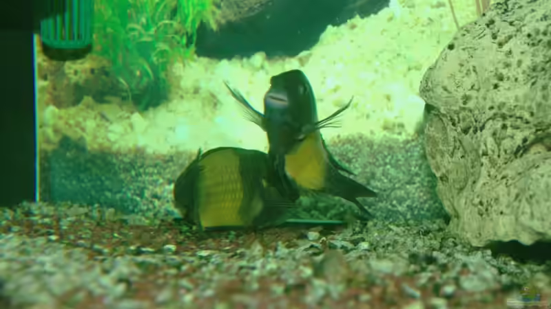 Tropheus Ikola sorgen für Nachwuchs von Ikolaner (10)