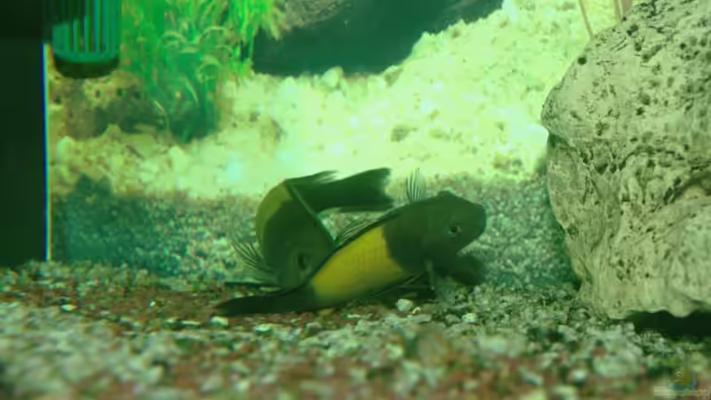 Tropheus Ikola sorgen für Nachwuchs von Ikolaner (11)