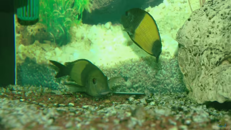 Einrichtungsbeispiele für Aquarien mit Tropheus moorii Ikola