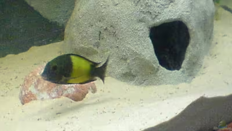 Tropheus Ikola von Nikki Meier (10)