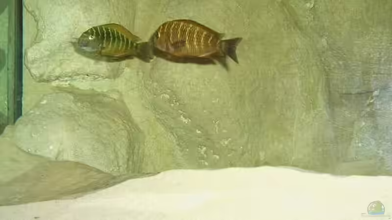 Tropheus Ilangi von Christian Jung (10)