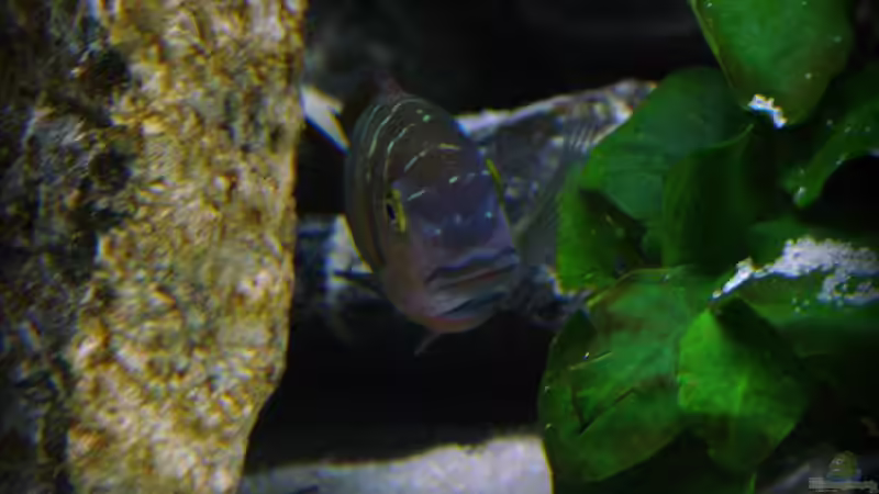 Tropheus ilangi von Elsiman (43)