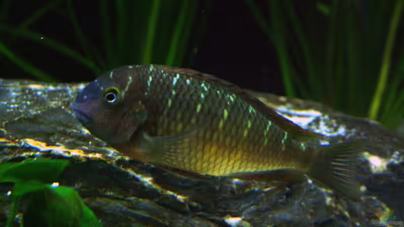 Tropheus ilangi von Elsiman (44)