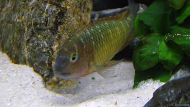 Aquarien mit Tropheus moorii "Ilangi" (Einrichtungsbeispiele Tropheus Ilangi)