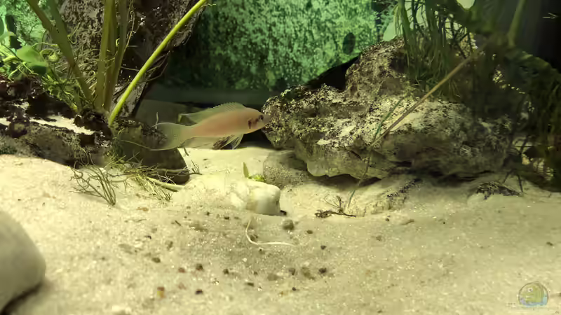 Tropheus, Julidochromis, Neolamprologus und die Temperatur