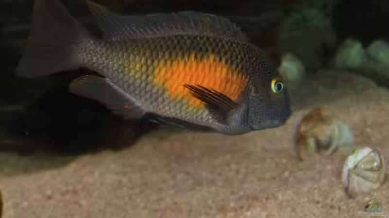 Tropheus Kasakalawe  von A. Schmidt (16)