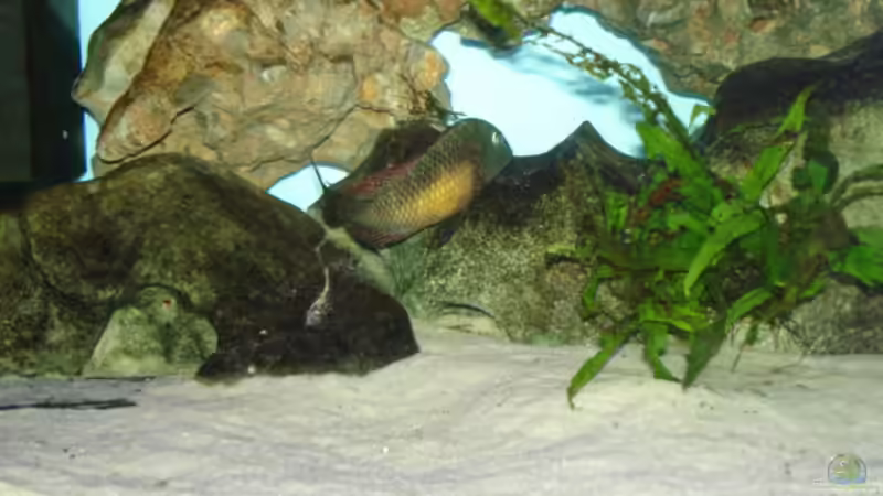 Tropheus Kasanga von Andre Röttelbach (11)