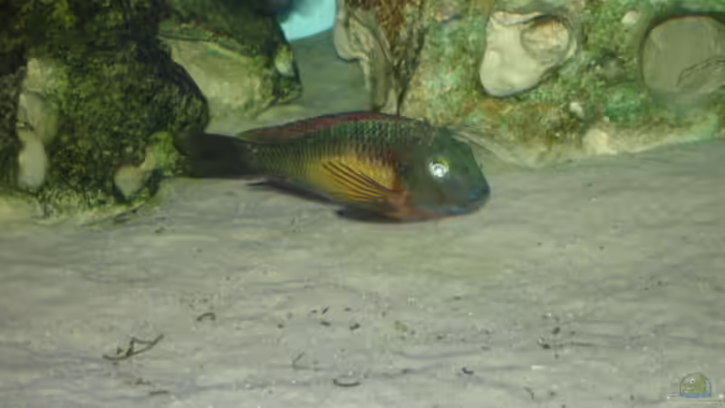 Tropheus Kasanga von Andre Röttelbach (9)