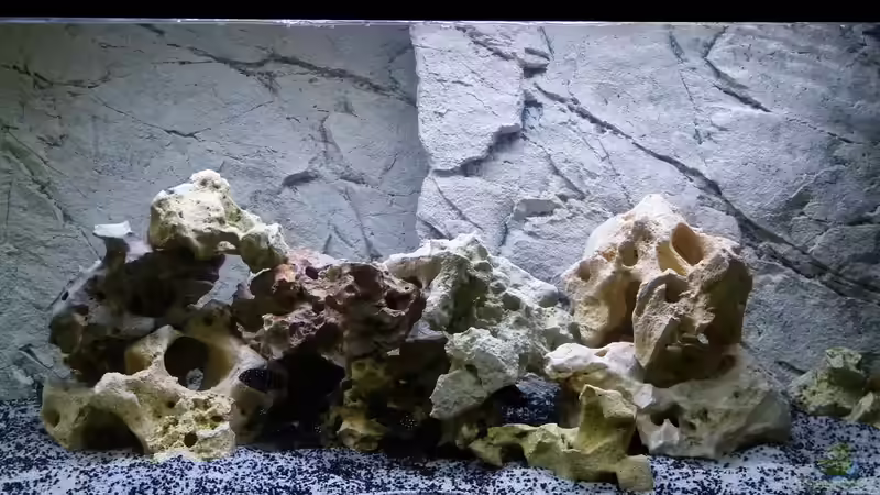 Tropheus Kinderzimmer