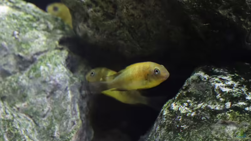 Tropheus kiriza yellow von Tom (5)