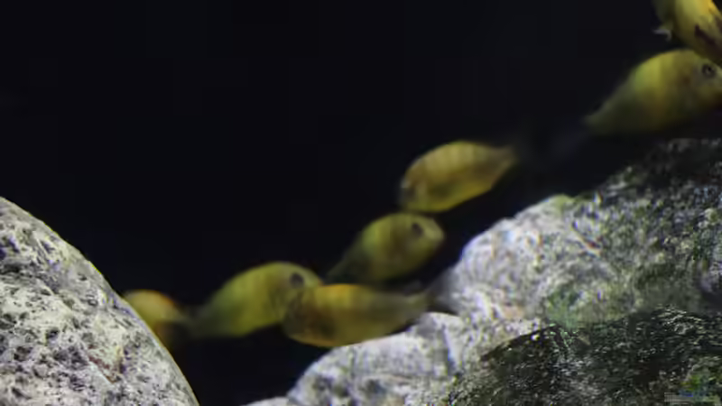 Einrichtungsbeispiele für die Haltung von Tropheus moorii "Kiriza" im Aquarium