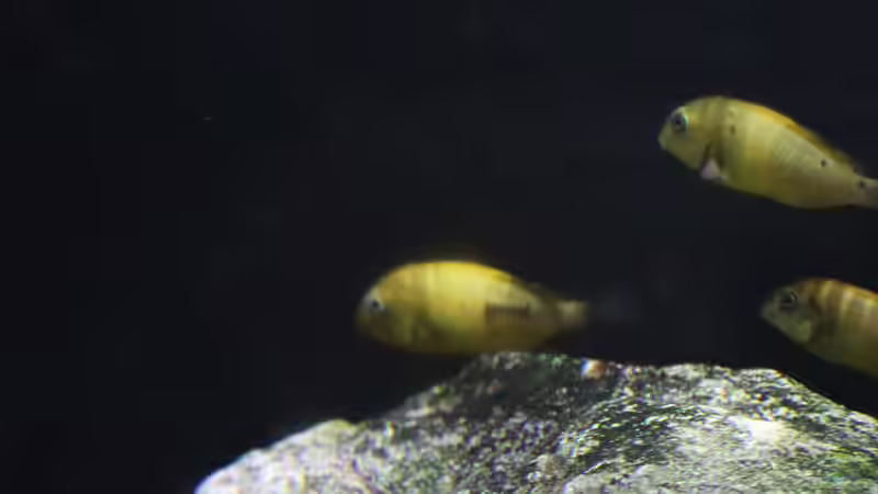 Einrichtungsbeispiele für die Haltung von Tropheus moorii "Kiriza" im Aquarium
