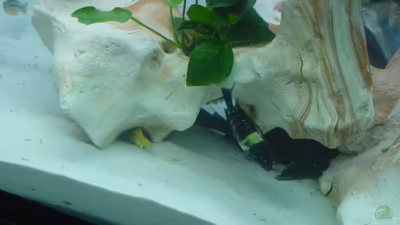 Tropheus Moori Duboisi--Pärchen ( ich weiss das sie da nicht reingehören aber gegen von Pierre Steinbach (9)