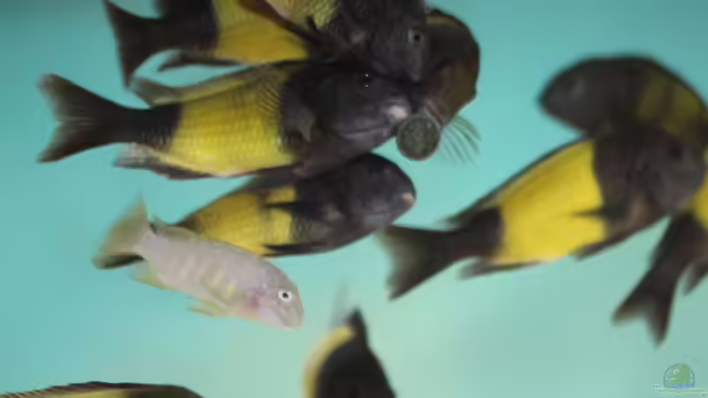 Tropheus moori ikola von Erik S. (8)