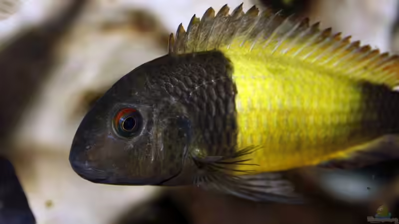 Einrichtungsbeispiele für Aquarien mit Tropheus moorii Ikola