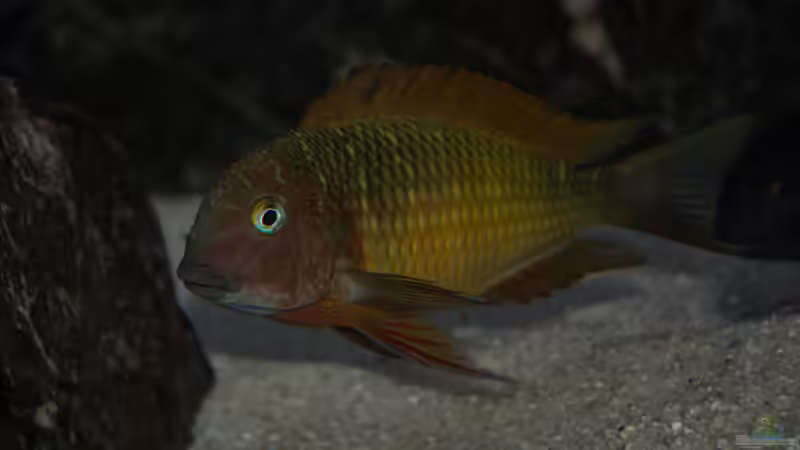 Tropheus moori ilangi von Elsiman (54)