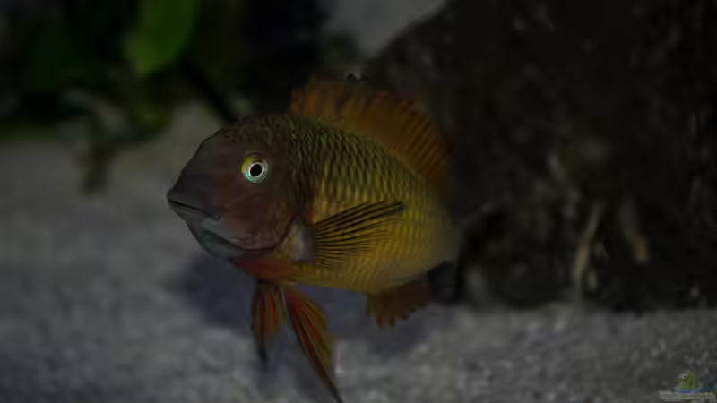 Tropheus moori ilangi von Elsiman (56)