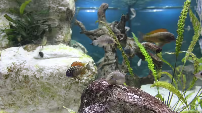 Tropheus moori Ilangi WFNZ von Jörg (34)