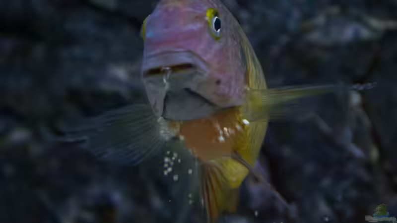 Aquarien mit Tropheus moorii "Ilangi" (Einrichtungsbeispiele Tropheus Ilangi)