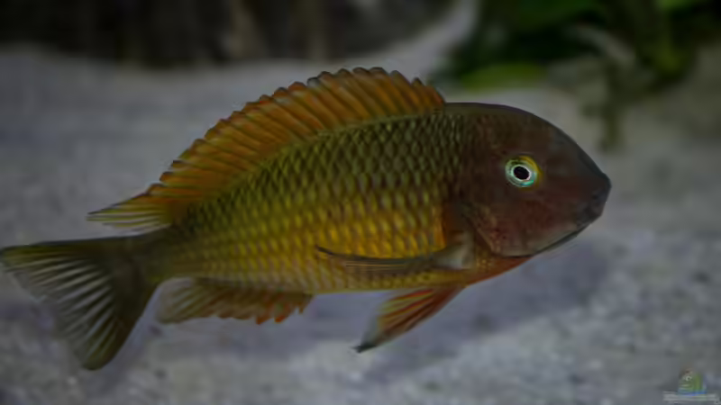 Aquarien mit Tropheus moorii "Ilangi" (Einrichtungsbeispiele Tropheus Ilangi)