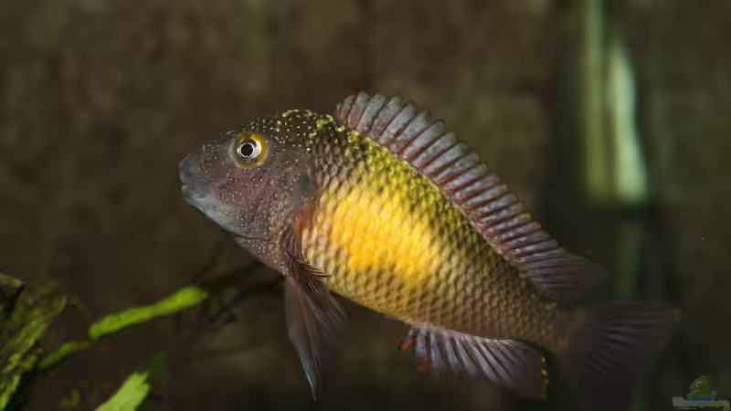 Tropheus moori mupulungu kasakalawe - 12.2011 von NicoD (15)