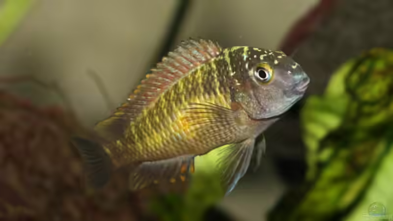 Tropheus moori mupulungu kasakalawe von NicoD (16)