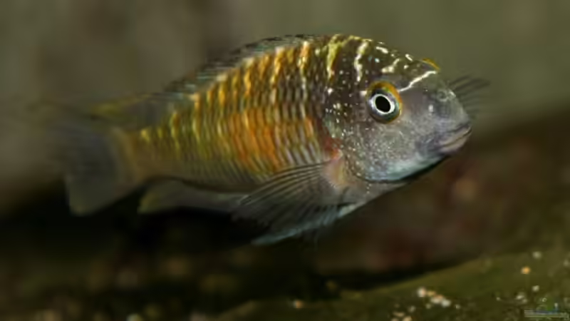 Tropheus moori mupulungu kasakalawe von NicoD (17)