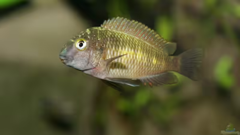 Tropheus moori mupulungu kasakalawe von NicoD (18)