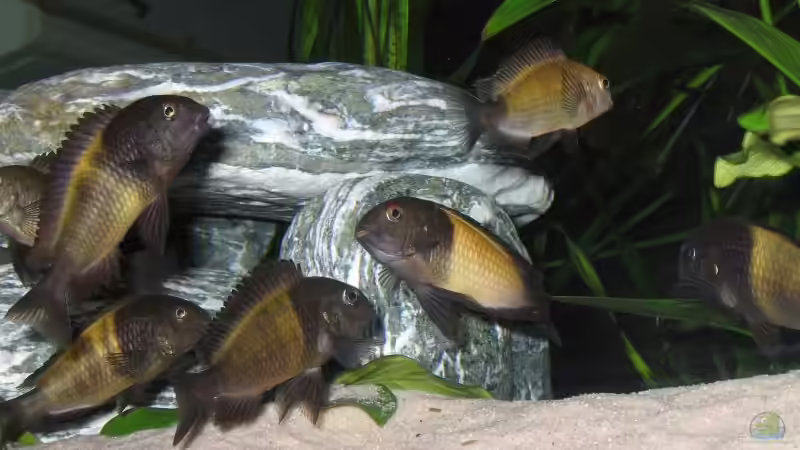 Tropheus Moorii Ikola von Hubert Demonty (12)