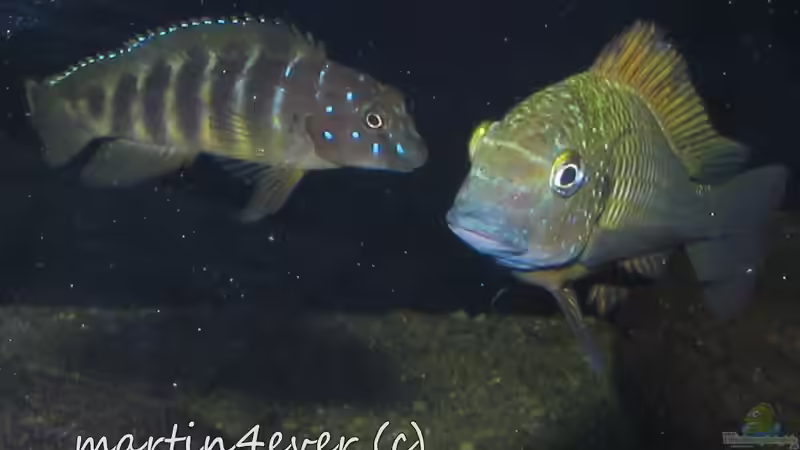 Tropheus moorii ´Ilangi yellow - Nkamba Bay´ F1 and Eretmodus cyanostictus ´Kigoma´ F1 von martin4ever (27)